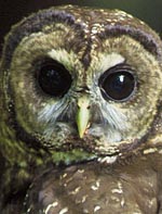 northern_spotted_owl_bird_tree small