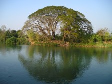 laos_tree_water